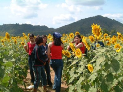 GIRASOL 09  LABRANZA